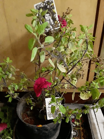 tulsi 2-min